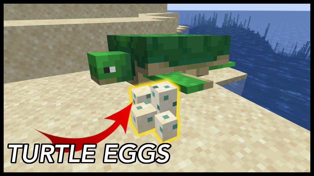 Where are the Turtle Eggs in Minecraft?